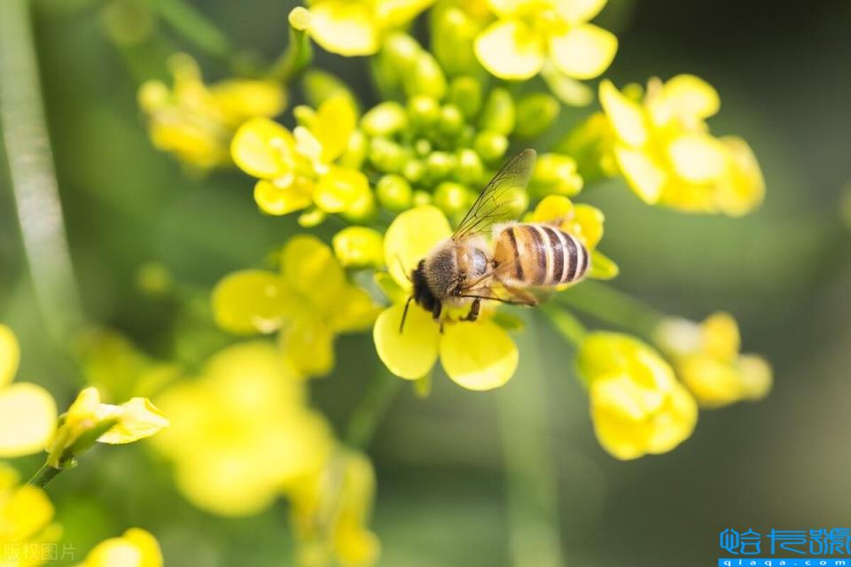 闽是哪个省的简称(为什么福建省简称为闽)