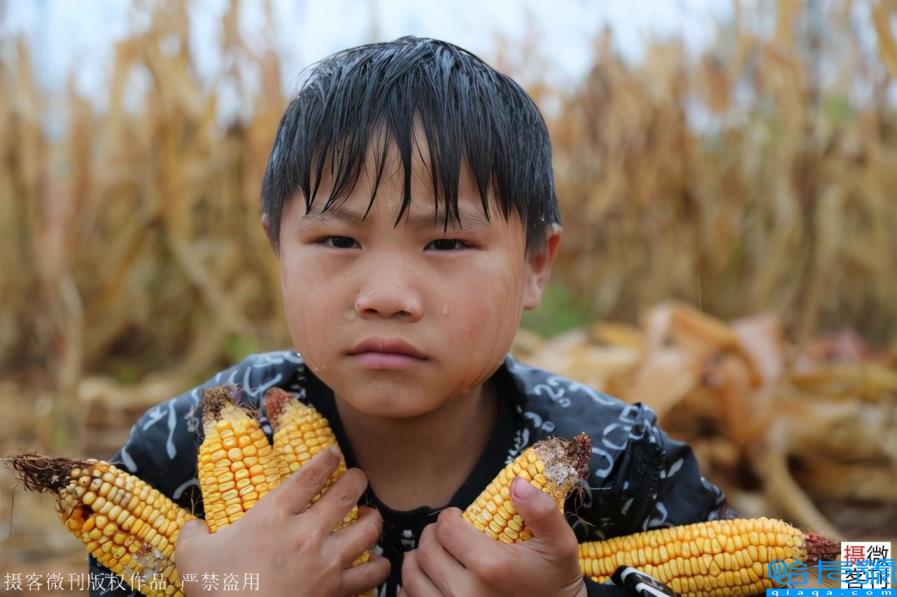 玉米男孩图片（河南8岁男孩冒雨抢收粮食，感动父母）