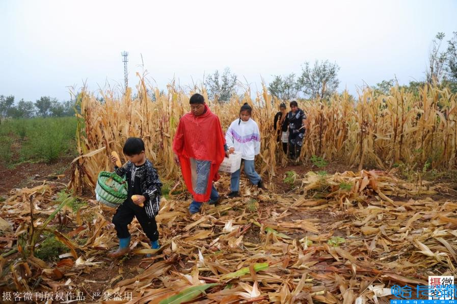 玉米男孩图片（河南8岁男孩冒雨抢收粮食，感动父母）
