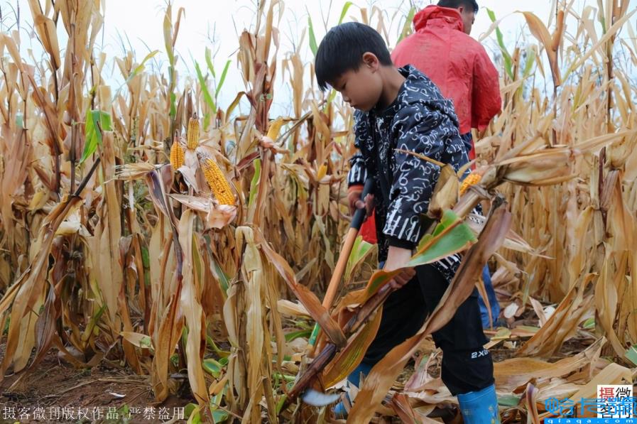 玉米男孩图片（河南8岁男孩冒雨抢收粮食，感动父母）