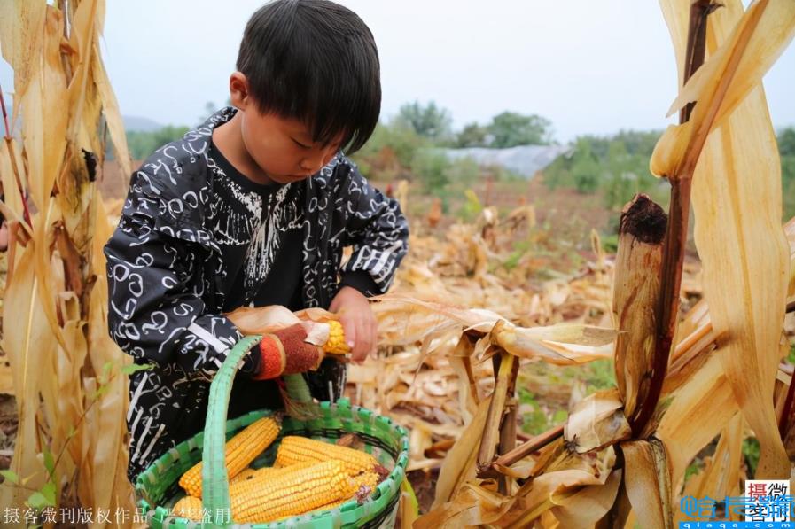 玉米男孩图片（河南8岁男孩冒雨抢收粮食，感动父母）