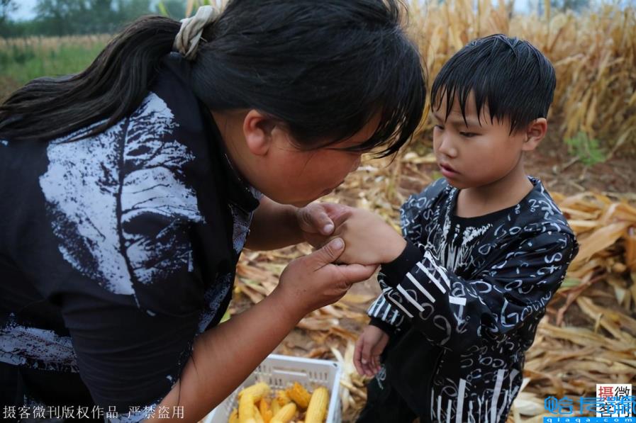 玉米男孩图片（河南8岁男孩冒雨抢收粮食，感动父母）