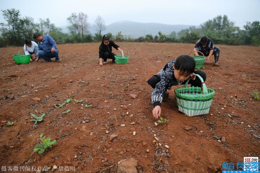 玉米男孩图片（河南8岁男孩冒雨抢收粮食，感动父母）