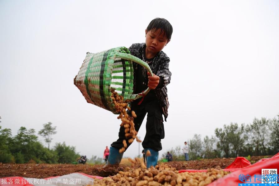 玉米男孩图片（河南8岁男孩冒雨抢收粮食，感动父母）