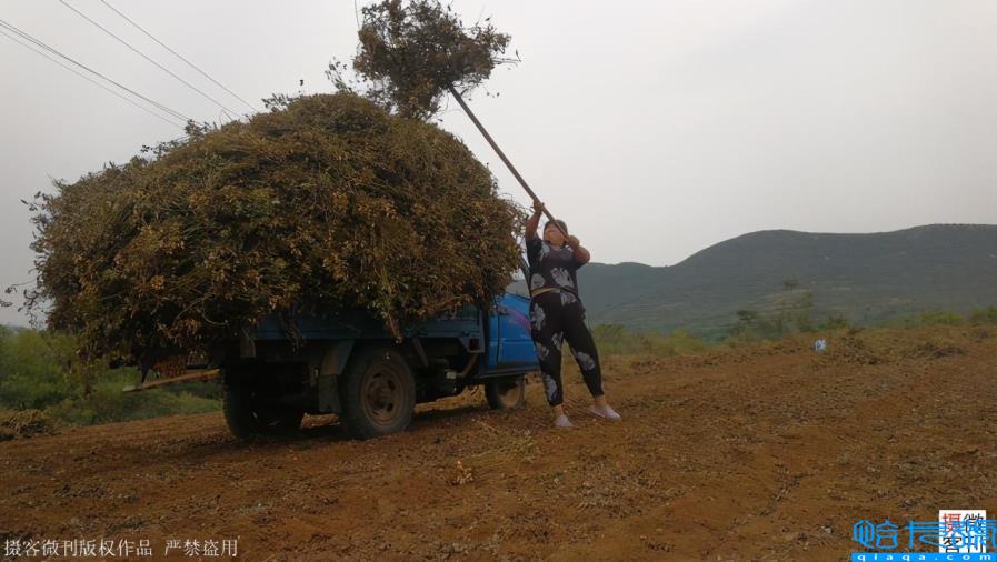 玉米男孩图片（河南8岁男孩冒雨抢收粮食，感动父母）