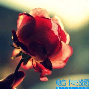 2022情人节是几月几号(每个月的14号都是情人节)