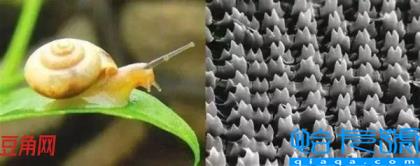 蜗牛有多少颗牙齿(蜗牛到底有多少颗牙齿)