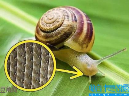 蜗牛有多少颗牙齿(蜗牛到底有多少颗牙齿)