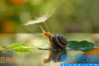 蜗牛有多少颗牙齿(蜗牛到底有多少颗牙齿)