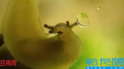 蜗牛有多少颗牙齿(蜗牛到底有多少颗牙齿)