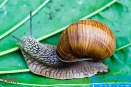 蜗牛有多少颗牙齿(蜗牛到底有多少颗牙齿)