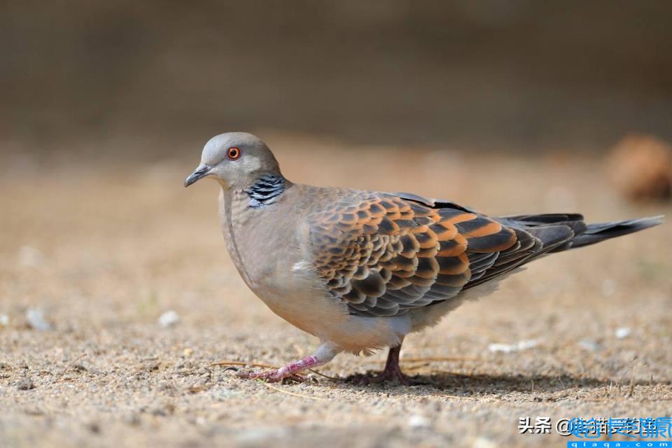 斑鸠在窗台做窝啥兆头(它为什么喜欢在窗台筑巢)