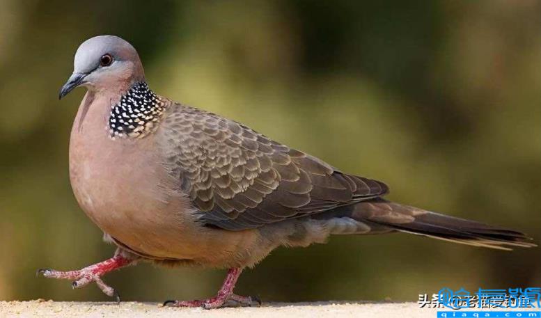斑鸠在窗台做窝啥兆头(它为什么喜欢在窗台筑巢)
