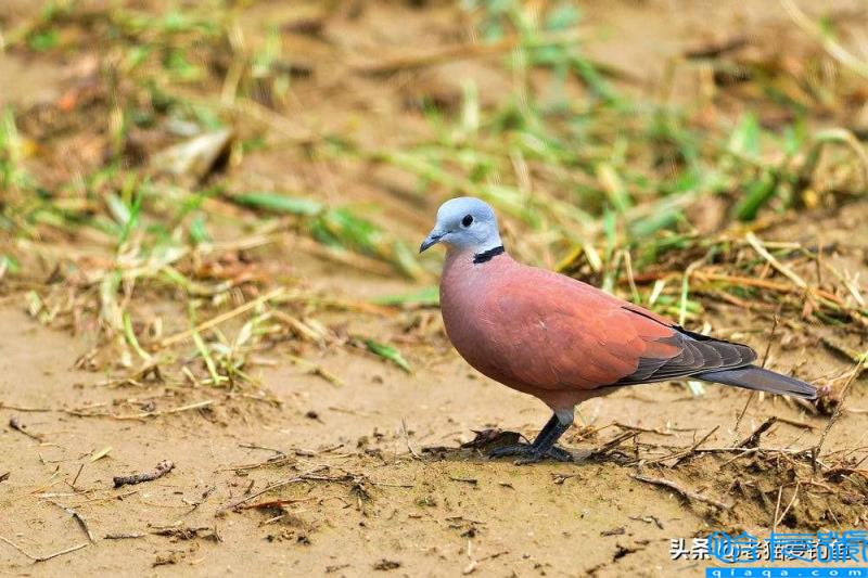 斑鸠在窗台做窝啥兆头(它为什么喜欢在窗台筑巢)