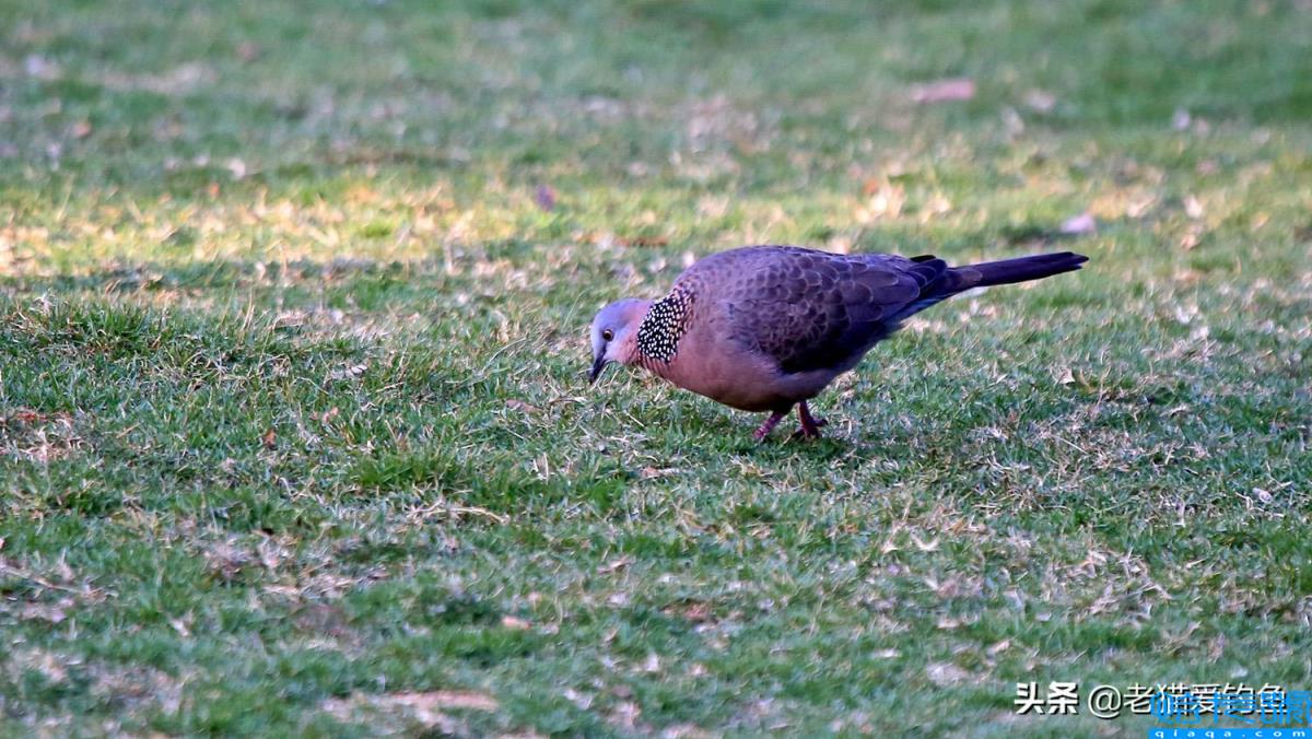 斑鸠在窗台做窝啥兆头(它为什么喜欢在窗台筑巢)