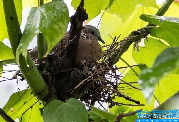 斑鸠在窗台做窝啥兆头(它为什么喜欢在窗台筑巢)