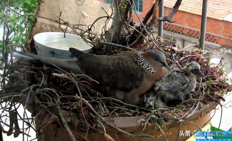 斑鸠在窗台做窝啥兆头(它为什么喜欢在窗台筑巢)