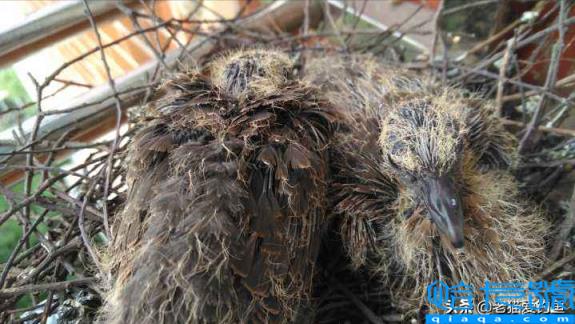 斑鸠在窗台做窝啥兆头(它为什么喜欢在窗台筑巢)