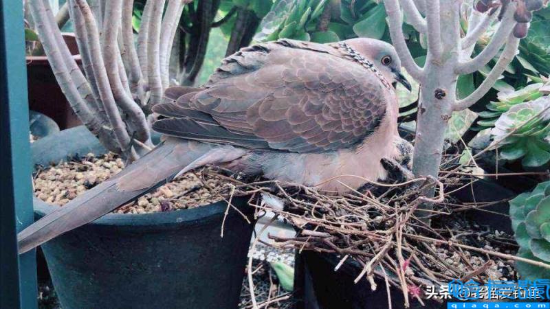 斑鸠在窗台做窝啥兆头(它为什么喜欢在窗台筑巢)