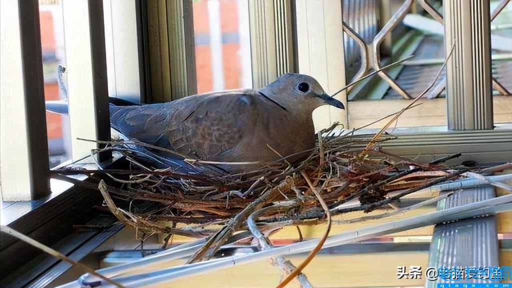 斑鸠在窗台做窝啥兆头(它为什么喜欢在窗台筑巢)