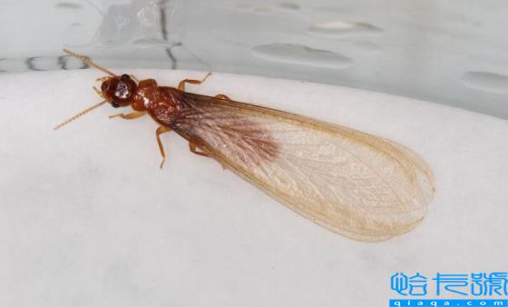 房子如何预防白蚁(白蚁图片)