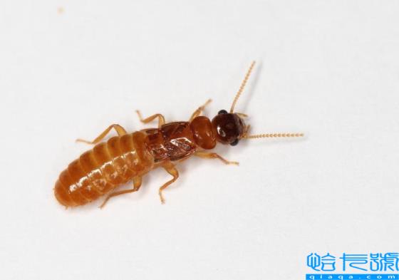 房子如何预防白蚁(白蚁图片)