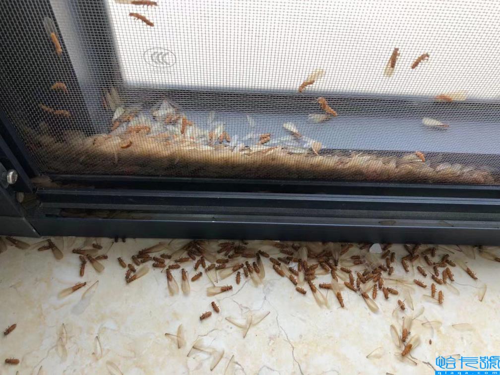 房子如何预防白蚁(白蚁图片)