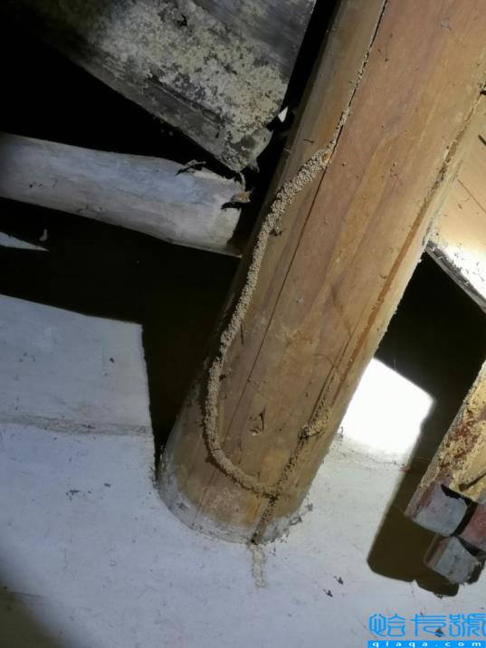 房子如何预防白蚁(白蚁图片)