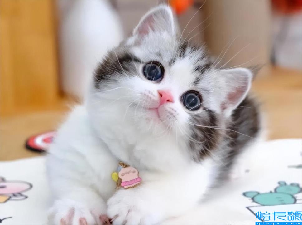 矮脚猫基因缺陷有哪些(4个缺点，看完之后缺点养不养)