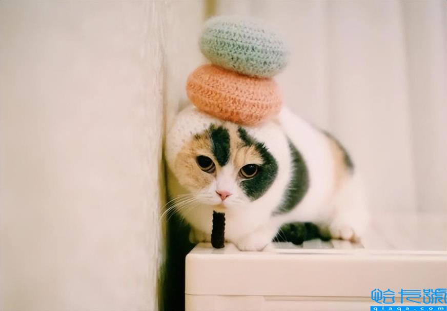 矮脚猫基因缺陷有哪些(4个缺点，看完之后缺点养不养)