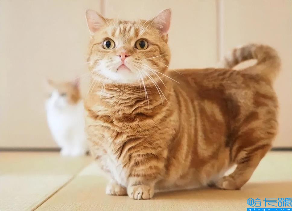 矮脚猫基因缺陷有哪些(4个缺点，看完之后缺点养不养)