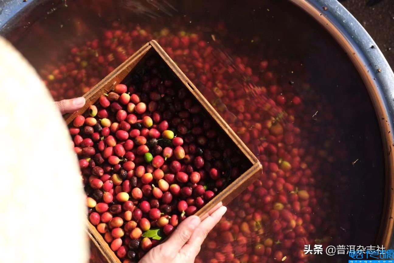 阿拉比卡咖啡豆什么档次(它到底是什么咖啡)