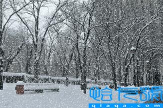 2022年11月云南有雪吗(云南什么时候开始下雪)