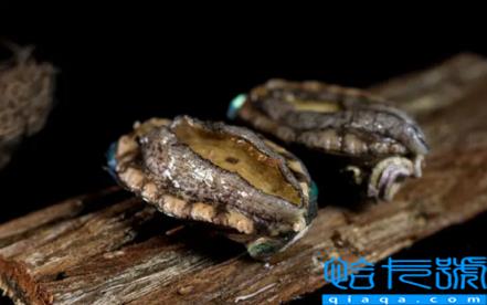 鲍鱼直接冷冻还是煮熟后冷冻(鲍鱼生冻还是熟冻保存)