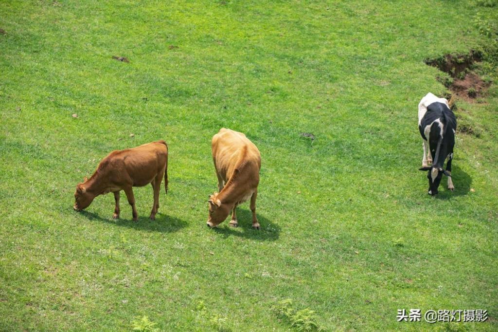 中国10大宜居城市最新出炉(国内十大幸福城市出炉)