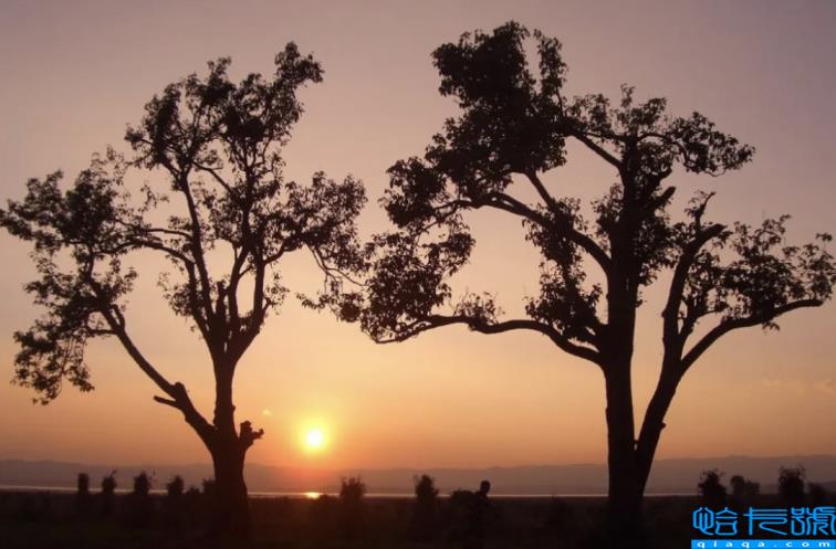 贾浅浅以一己之力,带火了全民写诗(贾浅浅的诗歌)