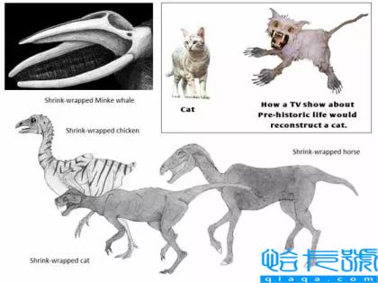 曾经的地球主宰,你都认识吗(恐龙的图片)