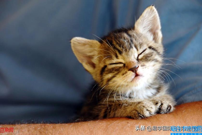 卡哇伊是什么意思(形容一个人卡哇伊是什么意思)