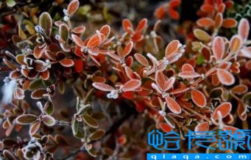 2022年霜降后天气还热吗(霜降温度会很低吗)