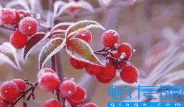 2022霜降后可以穿棉袄吗(霜降后天气有哪些变化)