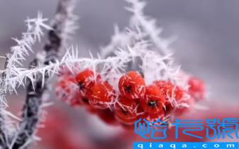 霜降还能种葱吗(过了霜降还能种什么蔬菜)