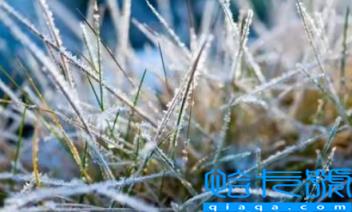 霜降还能种葱吗(过了霜降还能种什么蔬菜)