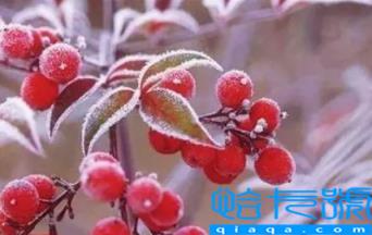 霜降还能种葱吗(过了霜降还能种什么蔬菜)