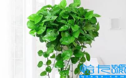 客厅绿萝是长藤好还是短藤好(绿萝可以放在客厅养吗)