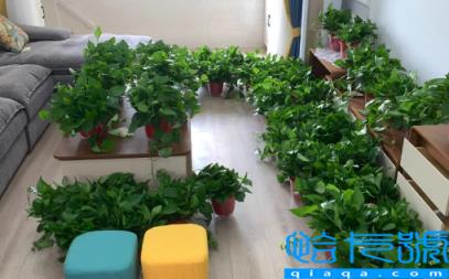 客厅绿萝是长藤好还是短藤好(绿萝可以放在客厅养吗)