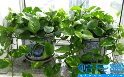 客厅绿萝是长藤好还是短藤好(绿萝可以放在客厅养吗)