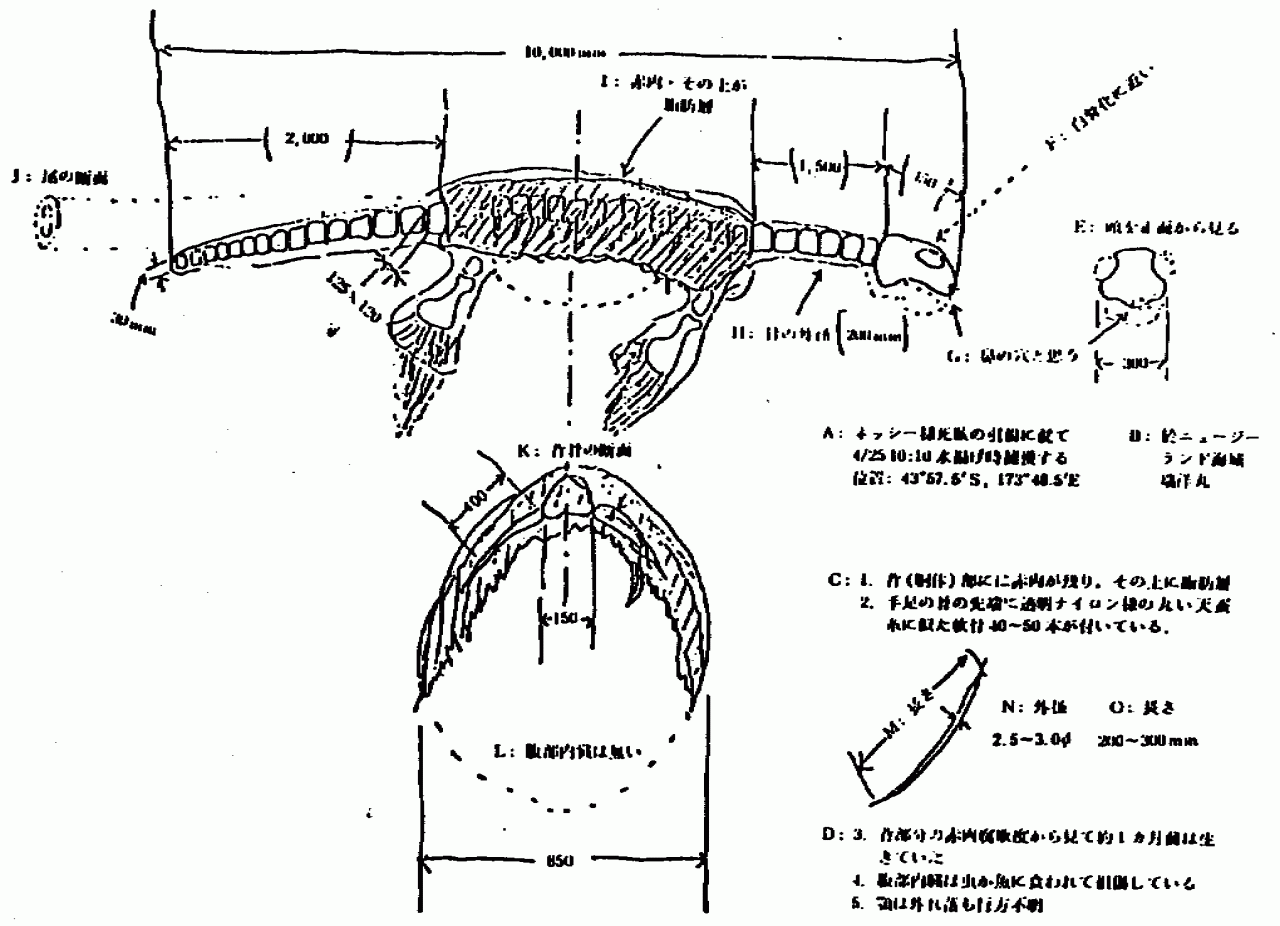 日本捕获神秘海怪是什么(日本1977年海怪尸体事件照片)
