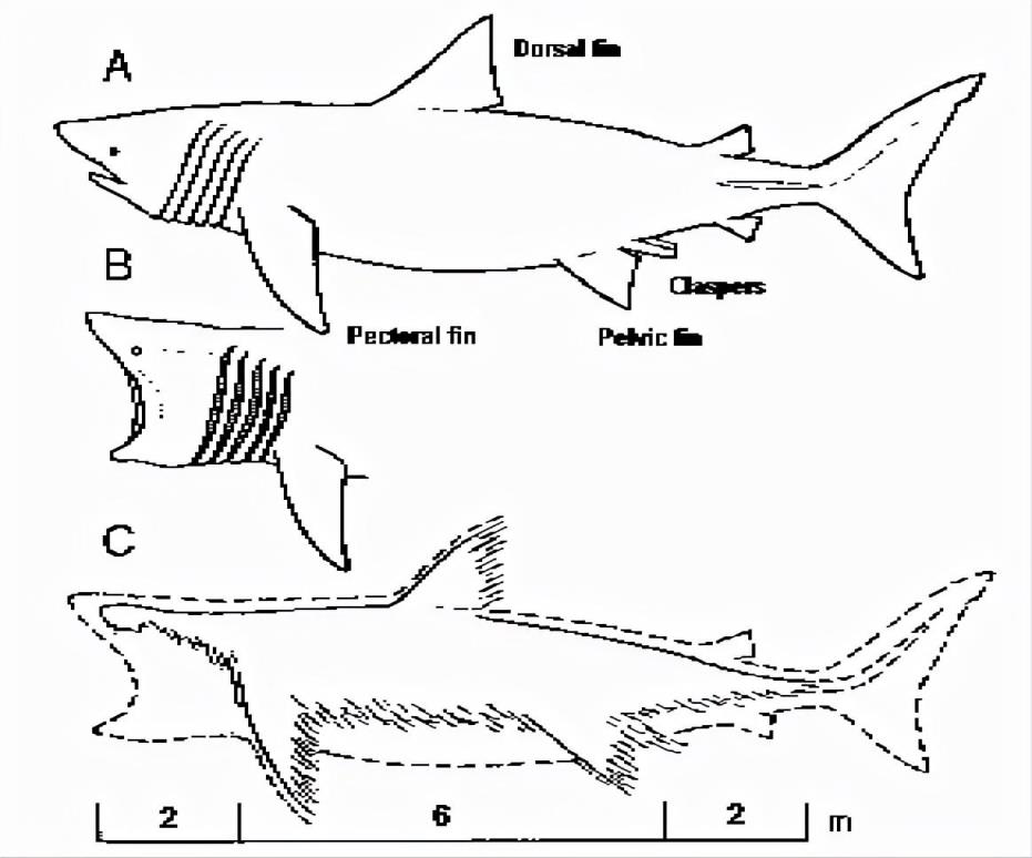 日本捕获神秘海怪是什么(日本1977年海怪尸体事件照片)
