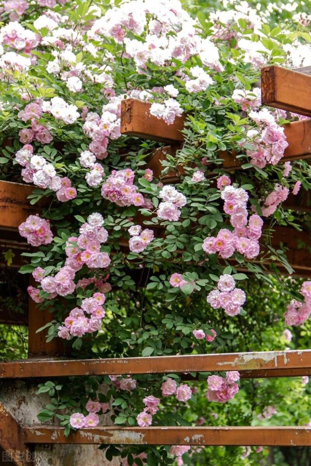 快来看看你属于什么花？(12星座守护花以及花语)