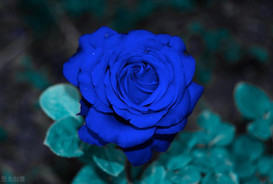 快来看看你属于什么花？(12星座守护花以及花语)